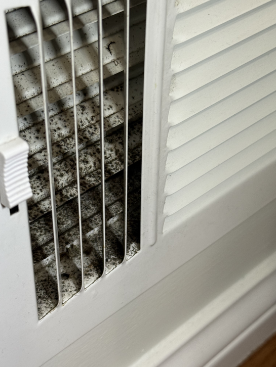 Mold Hunters restoration team at work