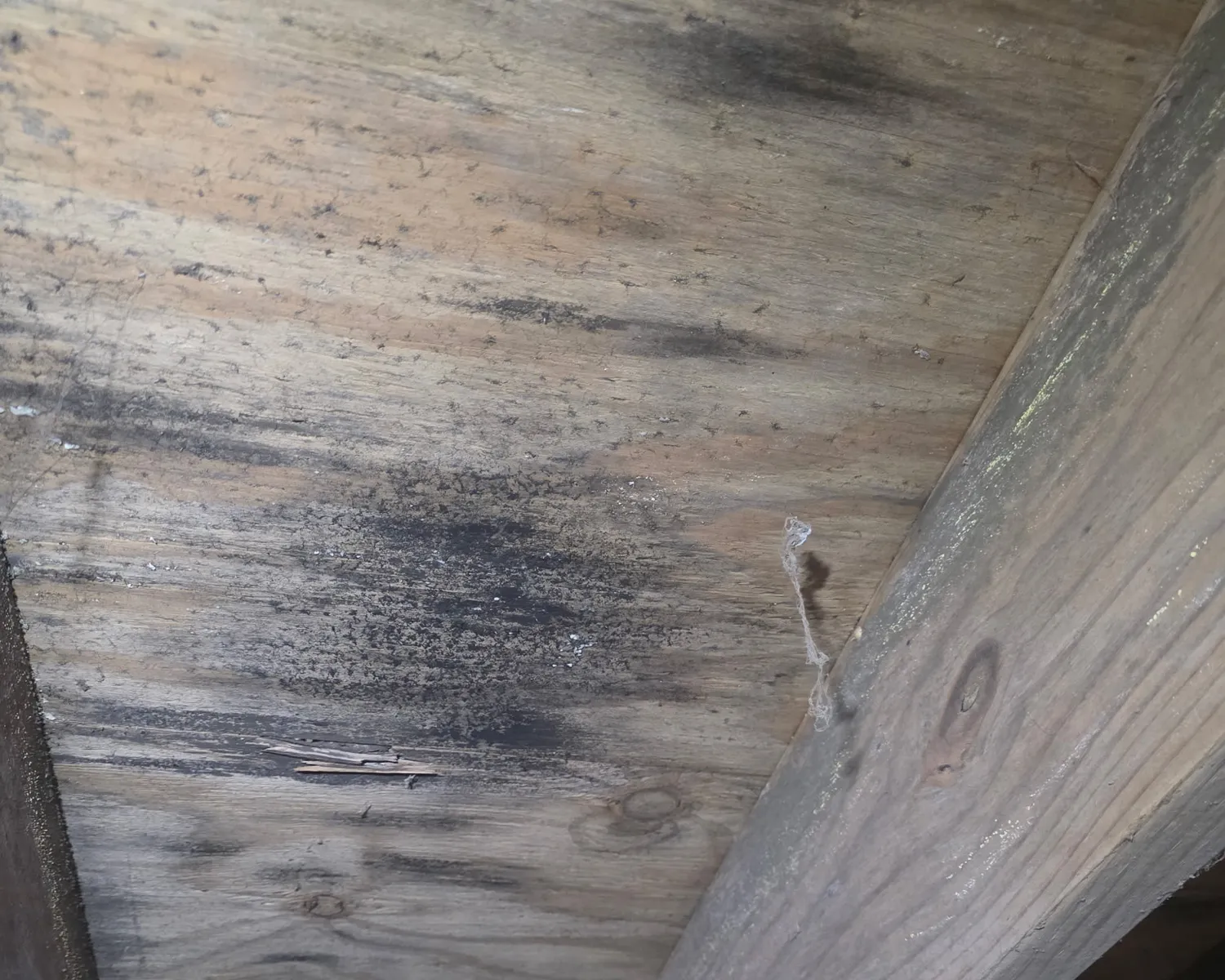 Mold Inspections & Remediation