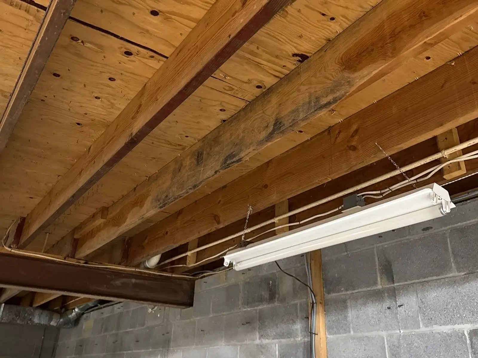 Mold Inspections & Remediation